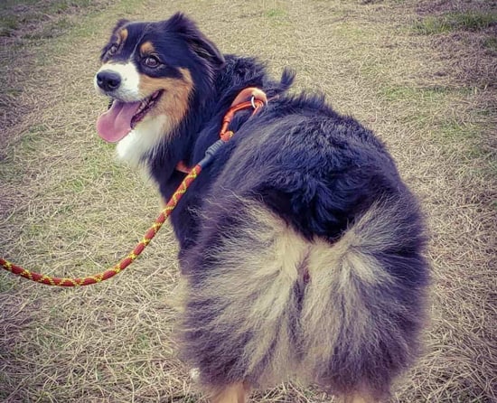 Why Are Australian Shepherds' Tails So Short?