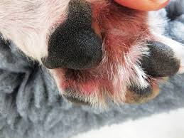 Australian Shepherd Skin Allergies in Paws