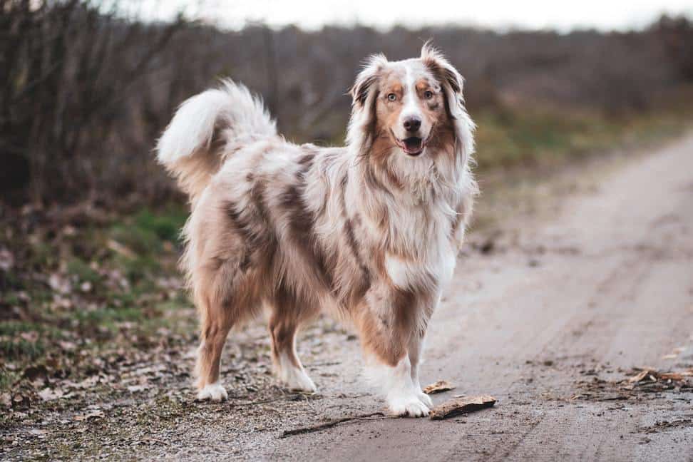 Strømcelle Bemærk lineal 6 Reasons Why Australian Shepherds Are Good Guard Dogs