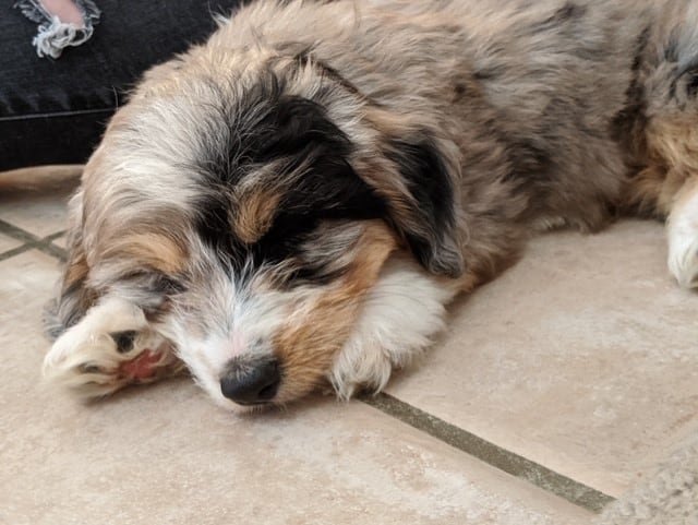The Aussiedoodle Puppy! (Just over 8 weeks old)