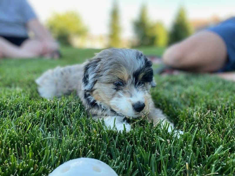 The Aussiedoodle Puppy! (Just over 8 weeks)