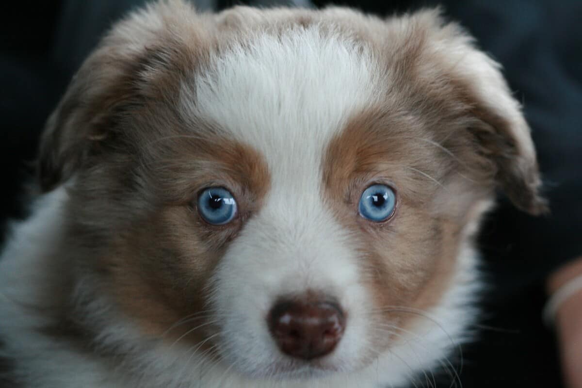 blue eyed tri color