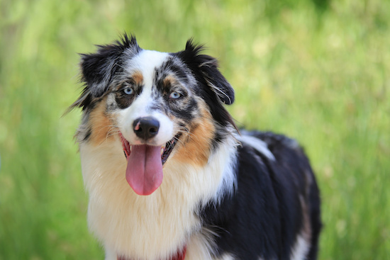 Uncovering the Intelligence of the Australian Shepherd: Exploring the ...