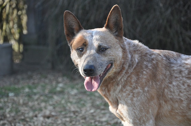 About Red Heelers