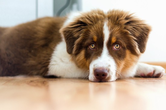 tips for cleaning my hardwood floor with my dog