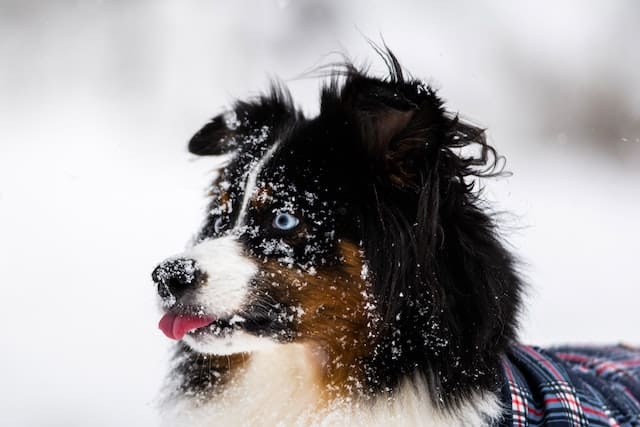 how do dogs do in below zero weather?