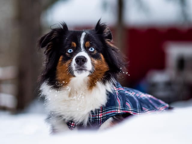 Do dogs need to wear a coat in cold weather?