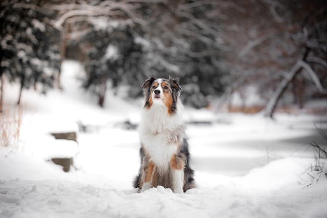 can australian shepherds be in the cold?