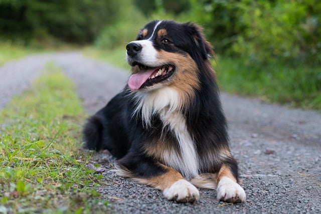 What potential risks are associated with spaying or neutering my Aussie?