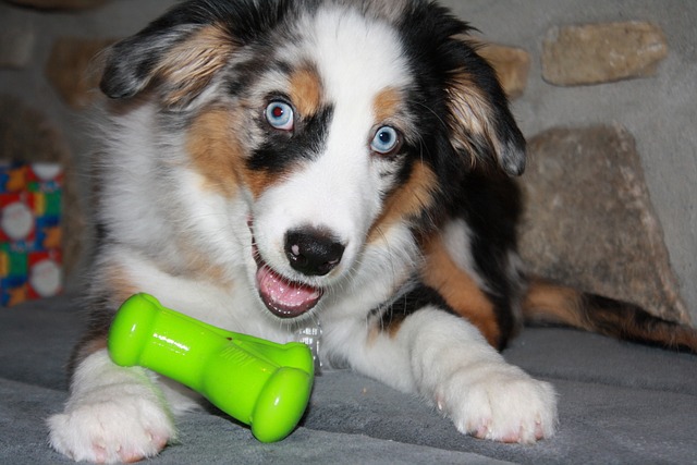 the importance of puppy proofing your house