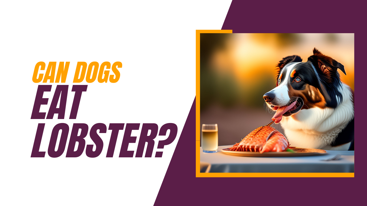 can a dog eat lobster
