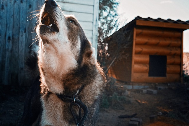 Why Do Dogs Howl?